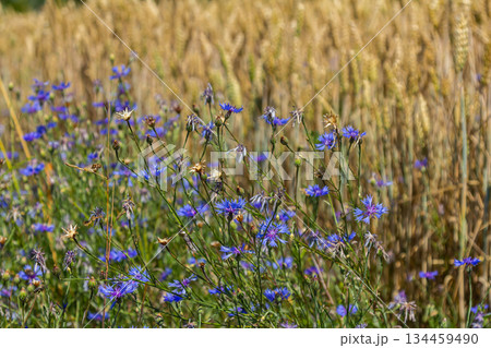 Centaurea cyanus is the common cornflower in our fields Centaurea cyanus is the common cornflower in our fields 134459490