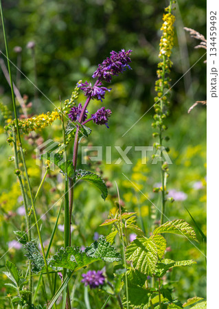 Purple lilac sage - a beautiful ornamental plant in the naturalistic native border in the cottage garden. Salvia verticillata Purple Rain Purple lilac sage - a beautiful ornamental plant in the naturalistic native border in the cottage garden. Salvia verticillata Purple Rain 134459492
