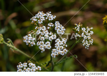 common yarrow achillea millefolium with fly Tachina fera common yarrow achillea millefolium with fly Tachina fera 134459493