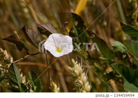 Field bindweed or Convolvulus arvensis European bindweed Creeping Jenny Possession vine herbaceous perennial plant with open and closed white flowers surrounded with dense green leaves Field bindweed or Convolvulus arvensis European bindweed Creeping Jenny Possession vine herbaceous perennial plant with open and closed white flowers surrounded with dense green leaves 134459494