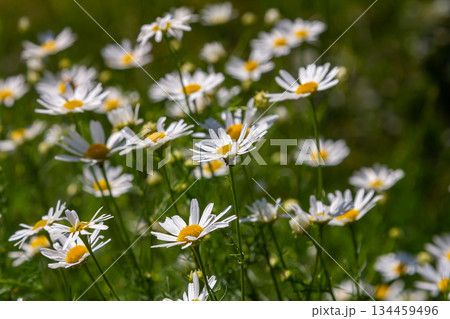 Oxeye daisy Leucanthemum vulgare blooming in spring, White flowers in the garden closeup, Wild daisy flowers growing on meadow, white chamomiles on green grass background. Oxeye daisy Oxeye daisy Leucanthemum vulgare blooming in spring, White flowers in the garden closeup, Wild daisy flowers growing on meadow, white chamomiles on green grass background. Oxeye daisy 134459496