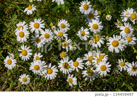 Matricaria chamomilla, commonly known as chamomile, wild chamomile, blue chamomile, or scented mayweed. A piece of the summer meadow 134459497