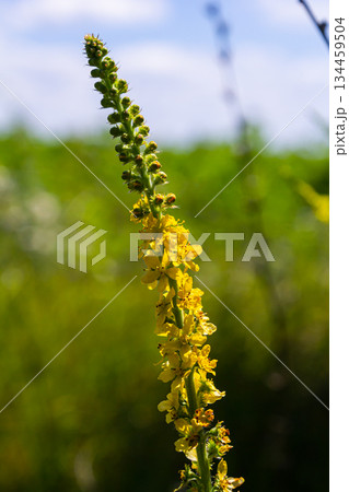Summer in the wild among wild grasses is blooming agrimonia eupatoria.Medicinal plant 134459504