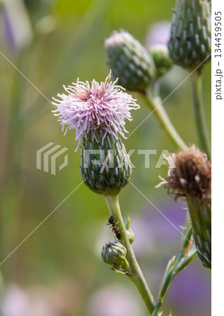 Creeping thistles in a summer meadow 134459505