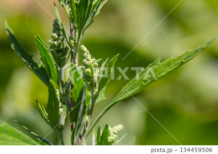 Chenopodium album, edible plant, common names include lamb's quarters, melde, goosefoot, white goosefoot, wild spinach, bathua and fat-hen 134459506