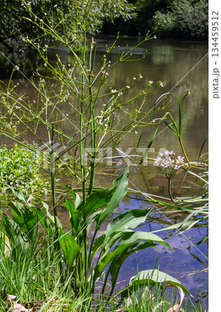 Phreatophyte. American water plantain Alisma plantago-aquatica in swampy-forest river water. Northeast Europe grow on river bank washed away by current, spring water erosion Phreatophyte. American water plantain Alisma plantago-aquatica in swampy-forest river water. Northeast Europe grow on river bank washed away by current, spring water erosion 134459512
