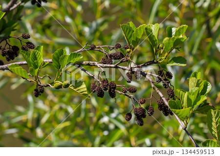 Green and brown alder cones, alder catkins and green leaves Green and brown alder cones, alder catkins and green leaves 134459513
