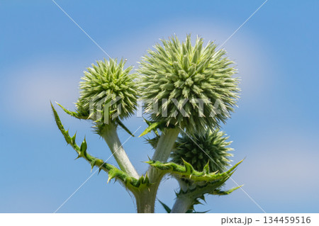 In the wild, the honey plant echinops sphaerocephalus blooms 134459516