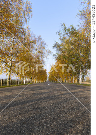 an asphalt road lined with birch trees with bright yellow foliage, a road and autumn trees in sunny weather with a blue sky an asphalt road lined with birch trees with bright yellow foliage, a road and autumn trees in sunny weather with a blue sky 134459523