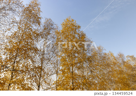 autumn birch foliage against a blue sky background in sunny weather, blue bright sky and bright beautiful orange birch foliage during autumn leaf fall autumn birch foliage against a blue sky background in sunny weather, blue bright sky and bright beautiful orange birch foliage during autumn leaf fall 134459524