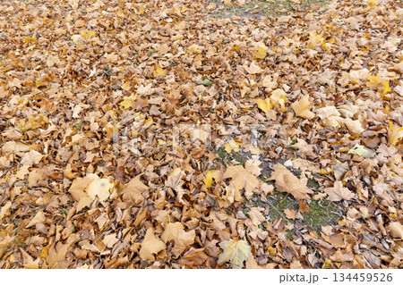 the old maple leaves that have long since fallen to the ground which have turned rusty orange, the ground strewn with maple leaves in the park with deciduous trees the old maple leaves that have long since fallen to the ground which have turned rusty orange, the ground strewn with maple leaves in the park with deciduous trees 134459526