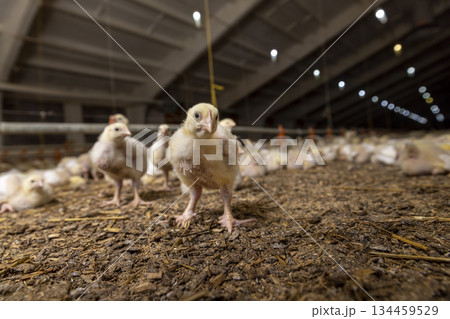 little chickens in yellow fluff and the first white feathers on their wings, young yellow puffs with white feathers chickens at a large broiler poultry farm little chickens in yellow fluff and the first white feathers on their wings, young yellow puffs with white feathers chickens at a large broiler poultry farm 134459529