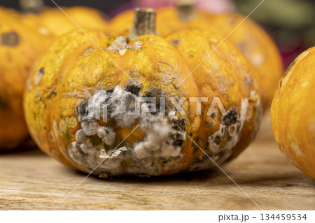 small yellow pumpkins completely covered with harmful dangerous mold, spoiled pumpkins that have begun to rot and become covered with mold small yellow pumpkins completely covered with harmful dangerous mold, spoiled pumpkins that have begun to rot and become covered with mold 134459534