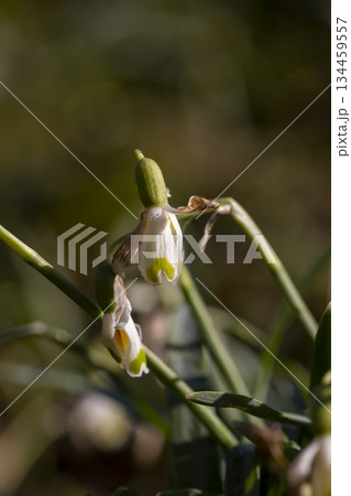 the last flowers of white snowdrops in the spring season, the last wild snowdrops at the time of blooming and drying in nature the last flowers of white snowdrops in the spring season, the last wild snowdrops at the time of blooming and drying in nature 134459557