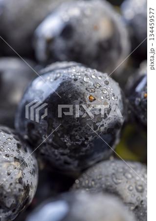 a branch of ripe beautiful blue grapes lying on the table covered with drops of water, wet fruits of pure blue grapes on a branch on the table a branch of ripe beautiful blue grapes lying on the table covered with drops of water, wet fruits of pure blue grapes on a branch on the table 134459577