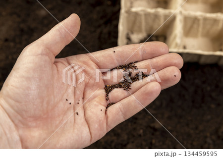 sorrel seeds in hand and cardboard pots filled with soil for seedlings with fertile brown soil, sorrel seeds and paper disposable cups for seedlings filled with soil mixed with humus and peat 134459595