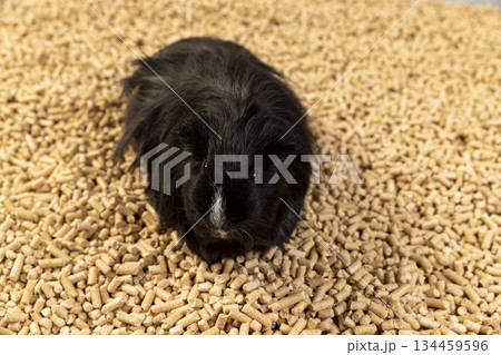 A black guinea pig stands on pallets to fill the cage, a black guinea pig stands on fresh litter from forestry waste, pallets can be used for heating houses. 134459596
