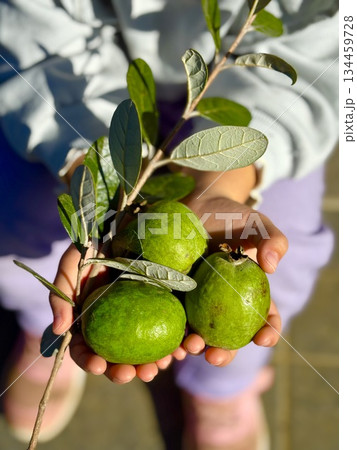 フェイジョアの収穫 134459728