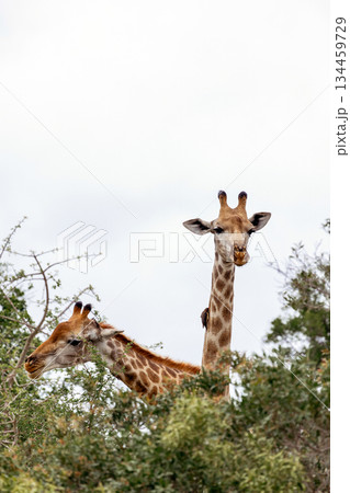 Two giraffes peering over acacia trees, necks allowing to reach food 134459729