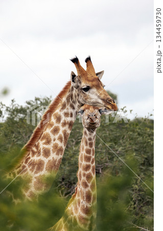 Two giraffe standing in bushes, surrounded by green foliage. Safari wildlife 134459730