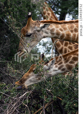 Two giraffe feeding from tree. Wildlife animal eating leaf. African safari. 134459732