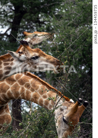 Three giraffe feeding from tree. Wildlife animal eating leaf. African safari. 134459735