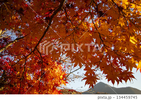 大舟山と紅葉 134459745
