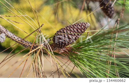 Green fir pine twig. Pine cone on branch with needle. Pine tree branch. Needle of a coniferous tree. Pine pollen. Needle of tree branch and cone spruce 134460662