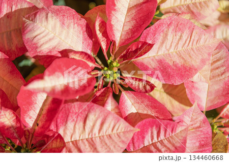 Flowering nature background. Macro of flowering plant. Pink poinsettia exotic flower. Natural flower plant. Flora nature. Bright blooming poinsettia flower in nature. Flower plant background Flowering nature background. Macro of flowering plant. Pink poinsettia exotic flower. Natural flower plant. Flora nature. Bright blooming poinsettia flower in nature. Flower plant background 134460668