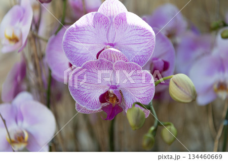Orchid flower lilac color. Floral macro photography. Flora and nature closeup. Lilac orchid flower. Floral nature. Orchid flower bright color. Flowering nature Orchid flower lilac color. Floral macro photography. Flora and nature closeup. Lilac orchid flower. Floral nature. Orchid flower bright color. Flowering nature 134460669