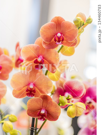 Orchid flower bright color. Flowering nature. Flowering plants. Orchid flower coral color. Floral macro photography. Flora and nature closeup. Coral orchid flower. Floral nature Orchid flower bright color. Flowering nature. Flowering plants. Orchid flower coral color. Floral macro photography. Flora and nature closeup. Coral orchid flower. Floral nature 134460783