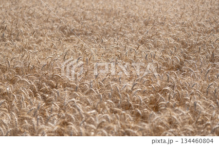 Crop field. Grain harvest. Golden spikelet. Wheat field. Golden wheat field. Ears of golden wheat background. Agricultural field view on wheat in a picturesque summer scenery Crop field. Grain harvest. Golden spikelet. Wheat field. Golden wheat field. Ears of golden wheat background. Agricultural field view on wheat in a picturesque summer scenery 134460804