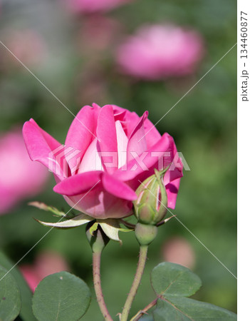 Pink roses bush in garden. Summer blooming flower. Soft flower petal. Nature in spring. Flower of rose. Rose garden in summer. Rose bush. Beautiful fresh rose in nature. Pink rosebud Pink roses bush in garden. Summer blooming flower. Soft flower petal. Nature in spring. Flower of rose. Rose garden in summer. Rose bush. Beautiful fresh rose in nature. Pink rosebud 134460877