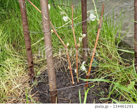 Grape cuttings sprouted and planted in ground. Preparing for vineyard expansion. Germination of vines. The process of rooting vines before planting in the ground. 134461291