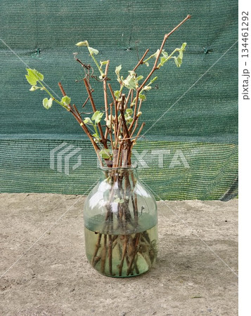 Grape cuttings germinate in a jar of water in the spring. Preparations for the expansion of the vineyards. Sprouting of vines. The process of rooting the vine before planting in the ground. 134461292