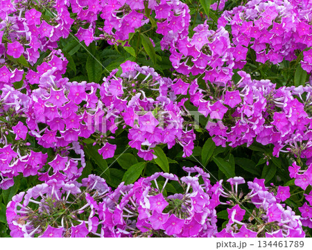 Phlox flowers (Phlox paniculata) blooms, of a bush, Close-up Phlox flowers (Phlox paniculata) blooms, of a bush, Close-up 134461789