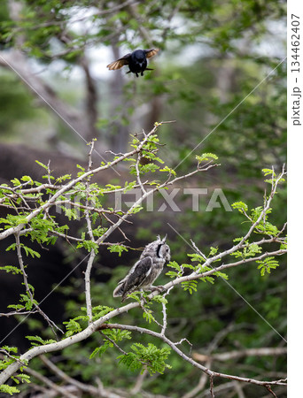 Black bird flying near an owl perched on a leafy tree branch. Nature behavior scene for wildlife 134462407