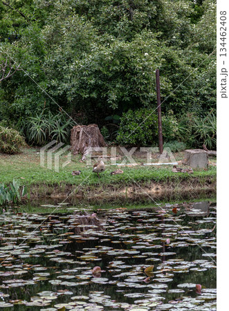 Adult duck and duckling on grass near a lake with lily pad during daytime. 134462408