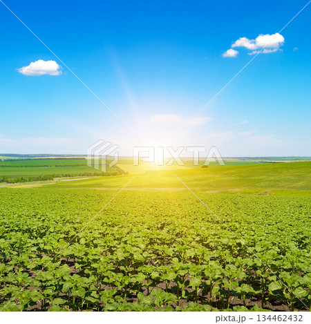 Early Morning Light Illuminating Fresh Sunflower Sprouts on Gently Rolling Farmland 134462432