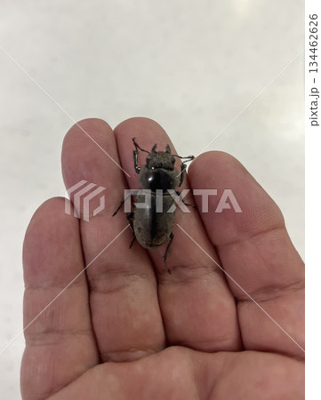 コクワガタ ♀ メス コクワガタ ♀ メス 134462626