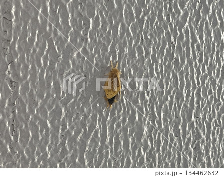 チャドクガ チャドクガ 134462632