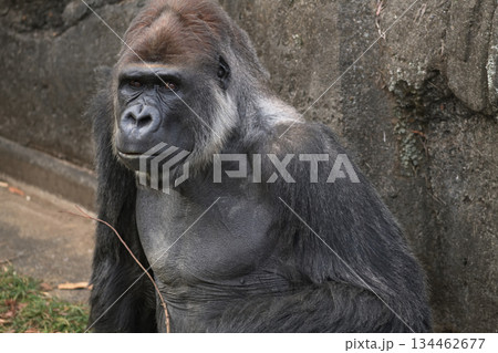 枝を食べ過ぎたら胃に刺さって穴があかないのかなと気になるゴリラ 134462677