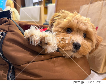 Toy poodle dog leaning from carrier bag inside cafe interior. Companionship, curiosity, and emotional connection between pet and owner during shared daily moments. Toy poodle dog leaning from carrier bag inside cafe interior. Companionship, curiosity, and emotional connection between pet and owner during shared daily moments. 134462958