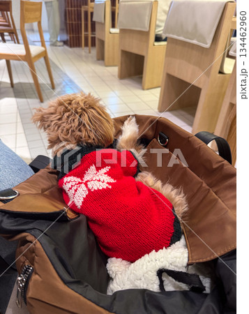 Small toy poodle dog resting inside padded bag on cafe chair. Pet companionship, mobility, and emotional comfort during shared daily routines in urban lifestyle settings. 134462960