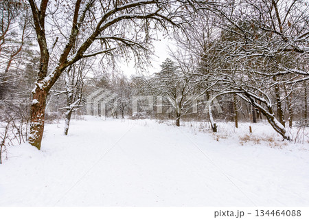 urban landscape of city park in winter. alley with snow covered ground. naked trees inclined branches over the path beneath an overcast sky. cold scenery for weather forecast in ukraine 134464088