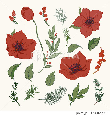 Vector Christmas floral set of poinsettia, leaves, pine needles and berries. Hand-drawn vintage collection isolated on white background. Illustration for design, print, fabric or background. Vector Christmas floral set of poinsettia, leaves, pine needles and berries. Hand-drawn vintage collection isolated on white background. Illustration for design, print, fabric or background. 134464442