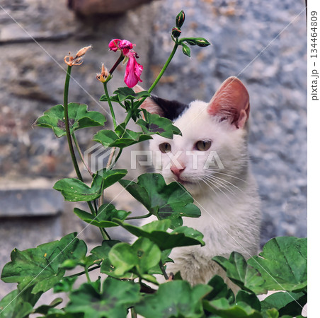Tabby Cat Behind Green Plants 134464809
