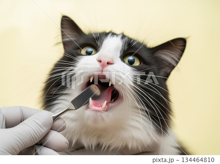 Close up of a domestic cat open mouth during a professional veterinary dental exam 134464810