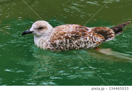 Seagull Swimming in River 134465033