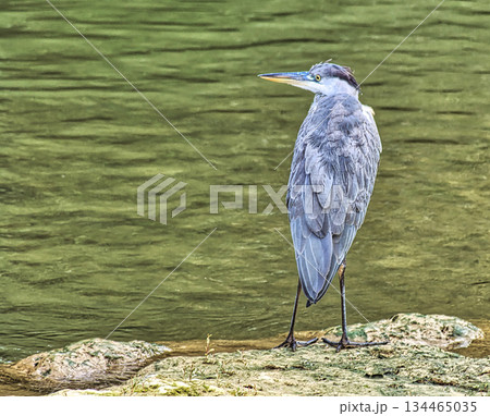Grey Heron in River Reflection Grey Heron in River Reflection 134465035